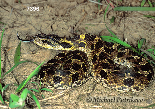 Eastern Hognose Snake (Heterodon platirhinos)